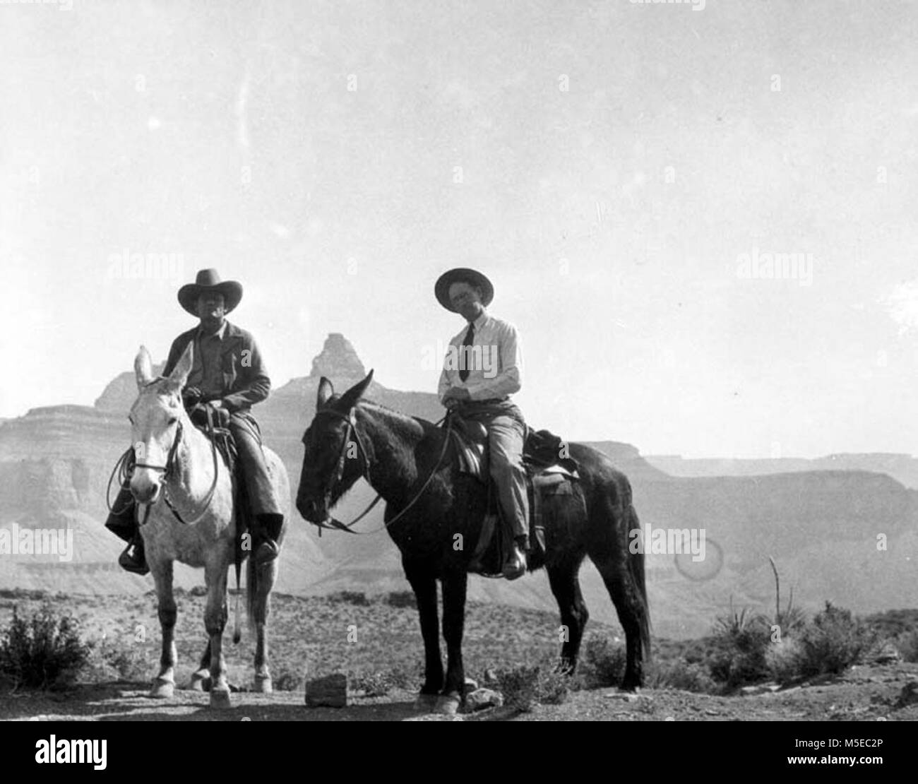 Grand Canyon Historic- Mule Riders to Phantom Ranch c  MR. E.P. LIAVITT ON A MULE TRIP TO PHANTOM. Stock Photo