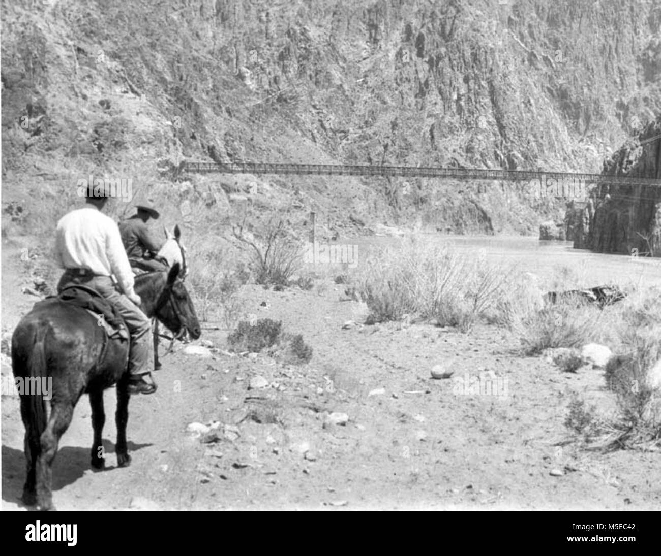 Grand Canyon Historic- Mules and Black Bridge c  MR. LIAVITT ON A MULE TRIP TO PHANTOM NEAR THE BLACK BRIDGE. Stock Photo