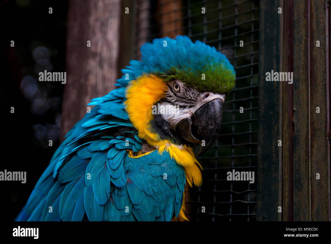 Image showcasing Blue Parrot standing alone outside its cage Stock Photo - Alamy