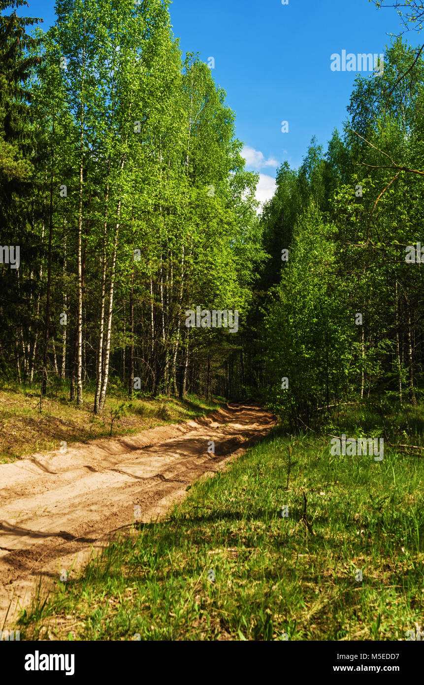 Spring forest. Rural road Stock Photo - Alamy