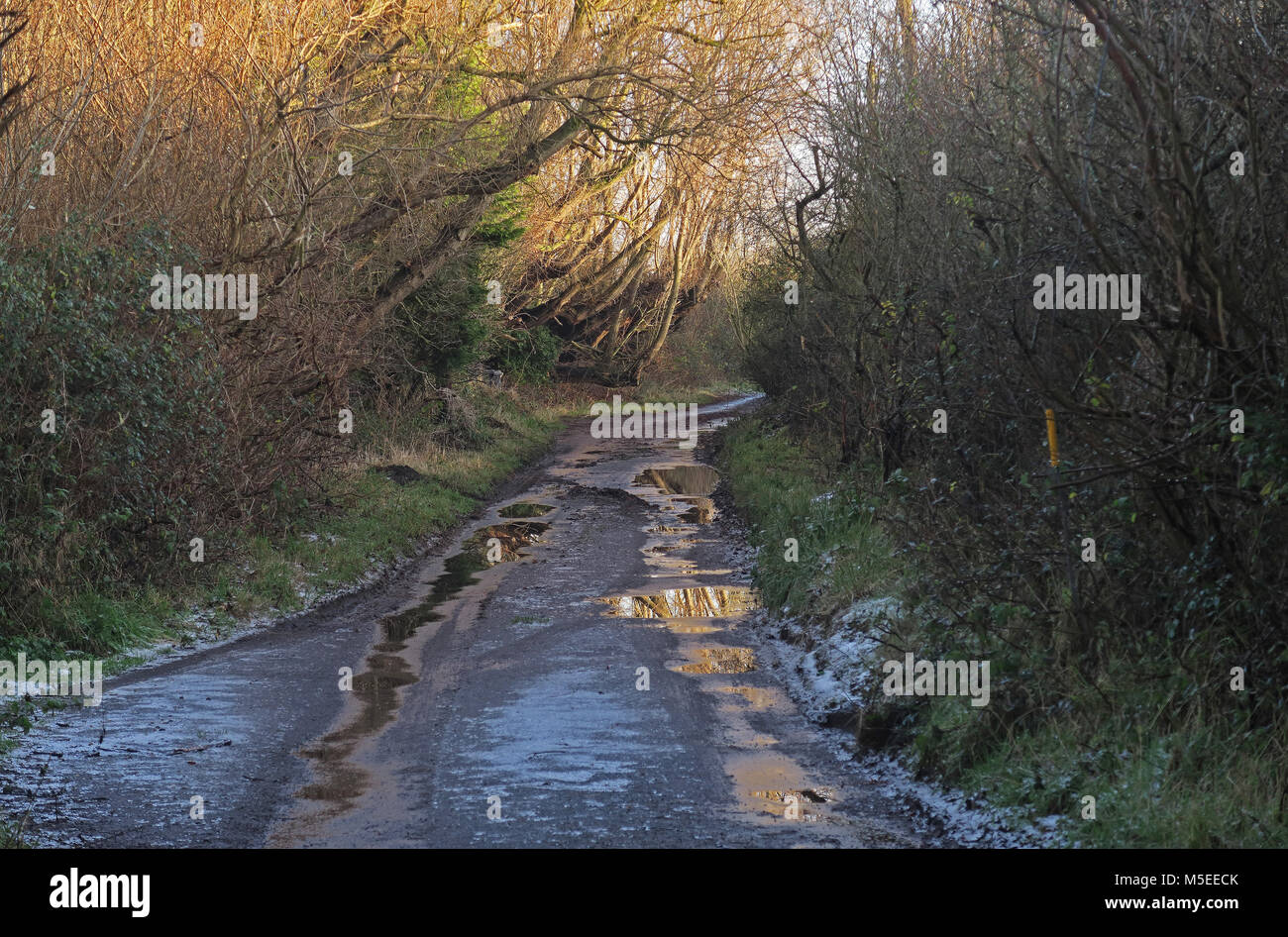 wet and icy country lane  Eccles-on-Sea, Norfolk, UK       December Stock Photo