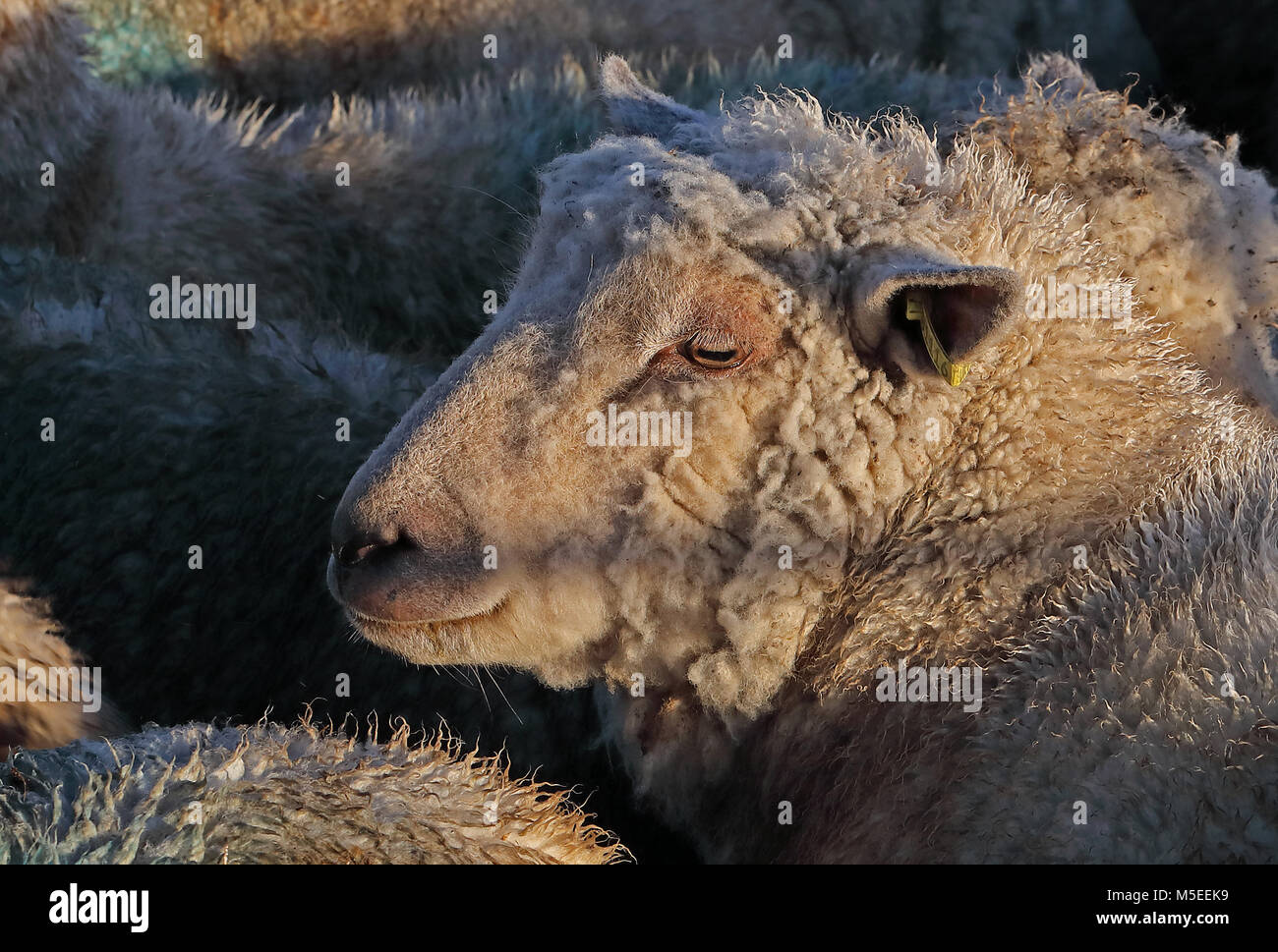 close up of Southdown sheep in pen  Hempstead Marsh, Eccles-on-Sea, Norfolk, UK        December Stock Photo