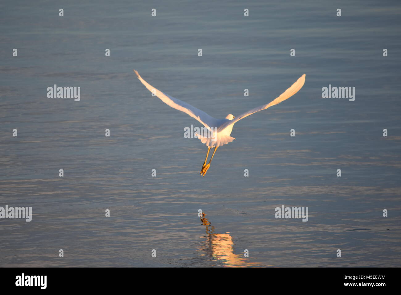 snowy egret flying over water Stock Photo