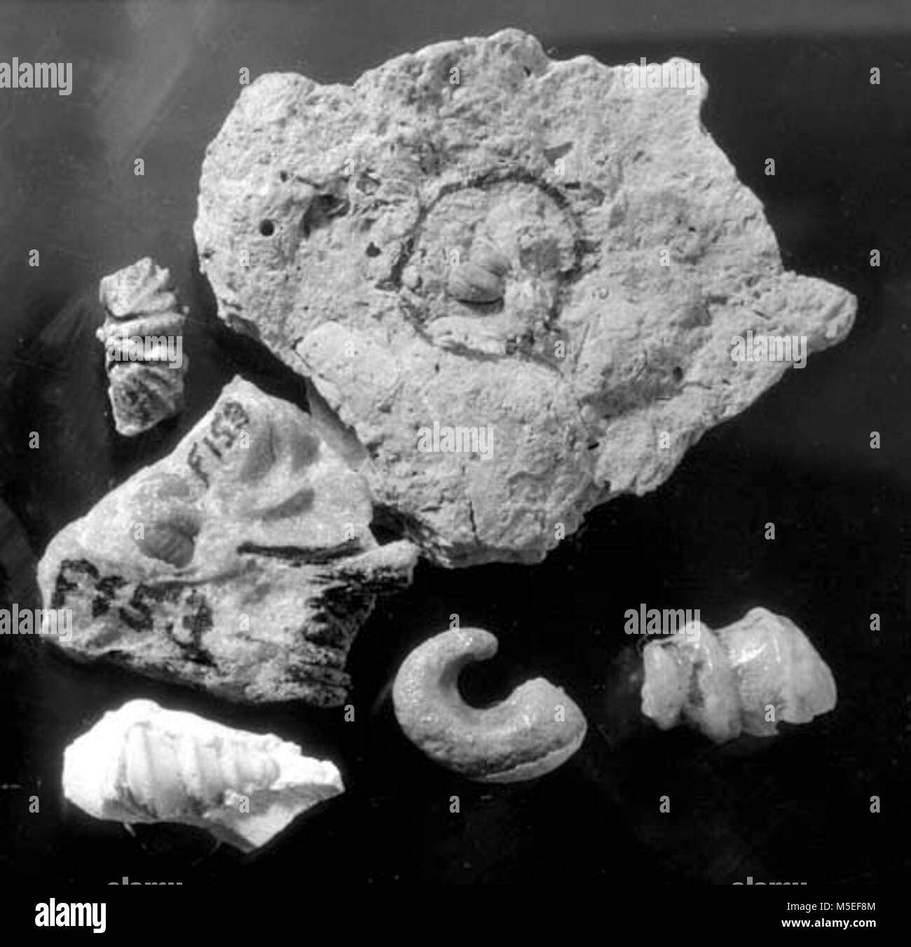 Grand Canyon Fossils FOSSILS OF MISC. GASTROPODS, SPIRIFER, AND