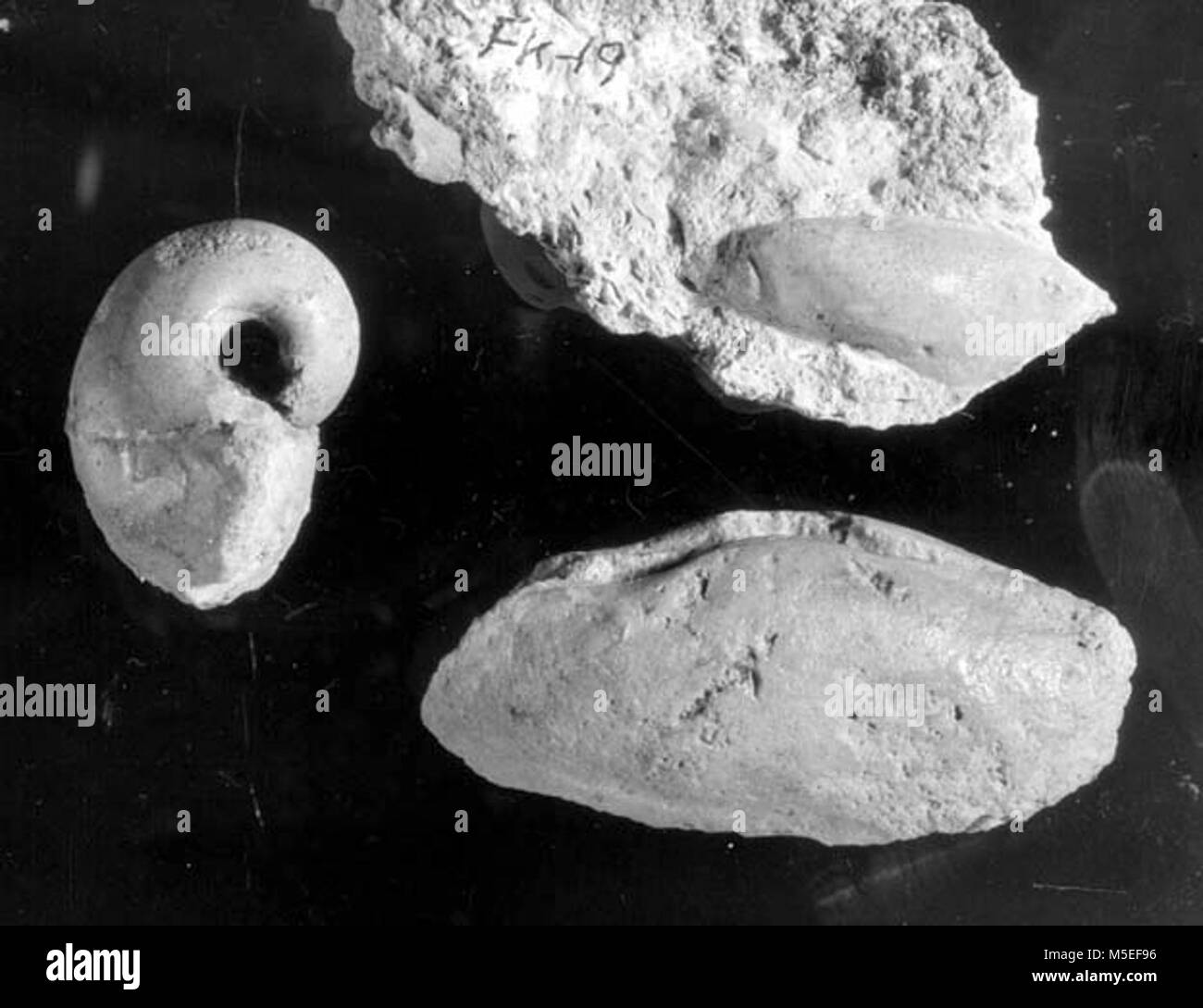 Grand Canyon Gastropod Fossil FOSSIL OF GASTROPOD & PELECYPODS FROM