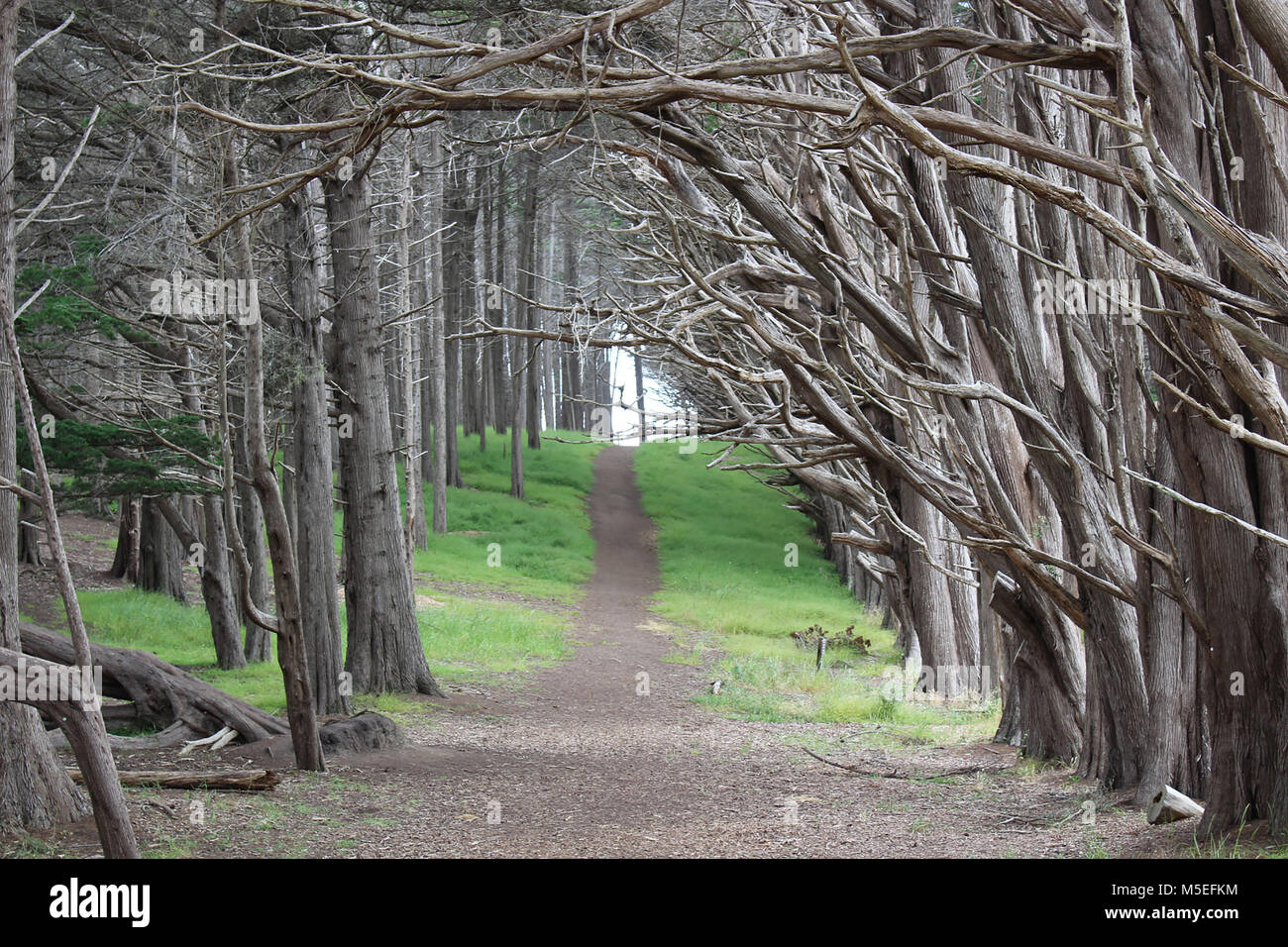A forest near half moon bay. Low hanging trees and many trails Stock ...
