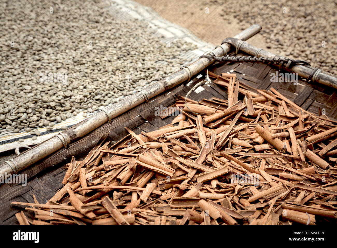 Close-up fresh Cinnamon Bark drying outdoors in a traditional bamboo tray. Fresh Cinnamon a high angle view in real setting of this spicy herbal food Stock Photo