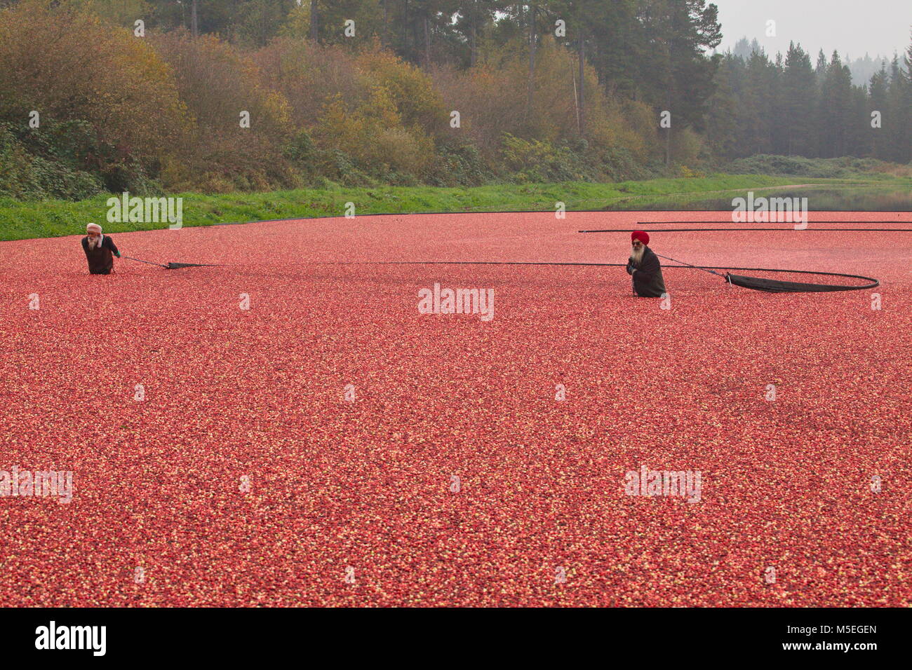 Cranberry Harvest Stock Photo