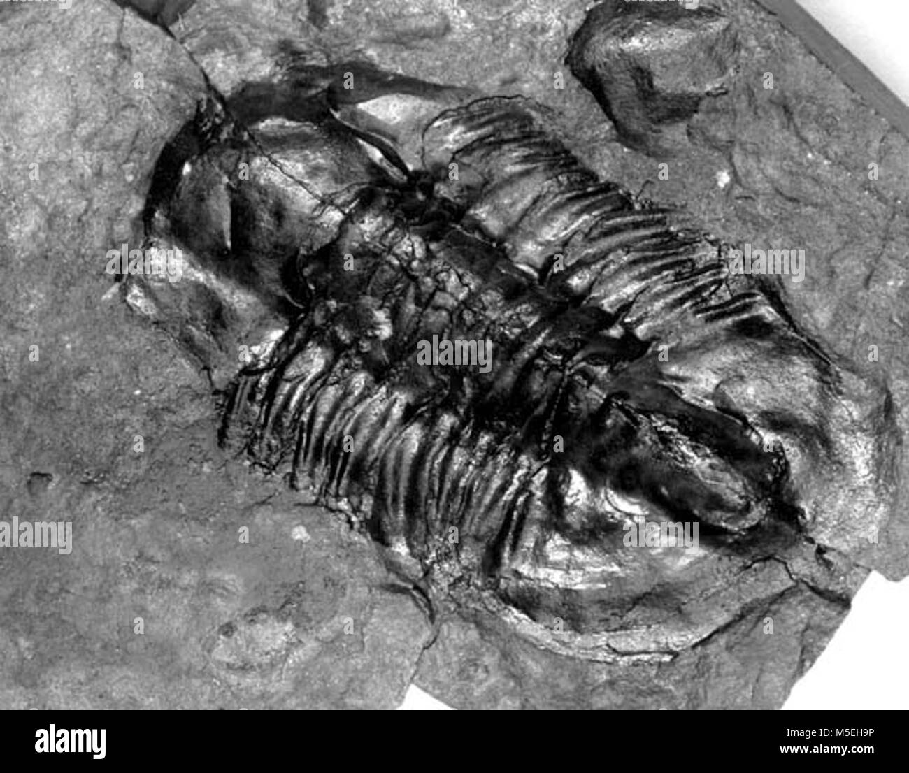 Grand Canyon Trilobite Fossil  TRILOBITE FOSSIL GRCA # 21399. 10 AUG 1988. PROBST, . Stock Photo