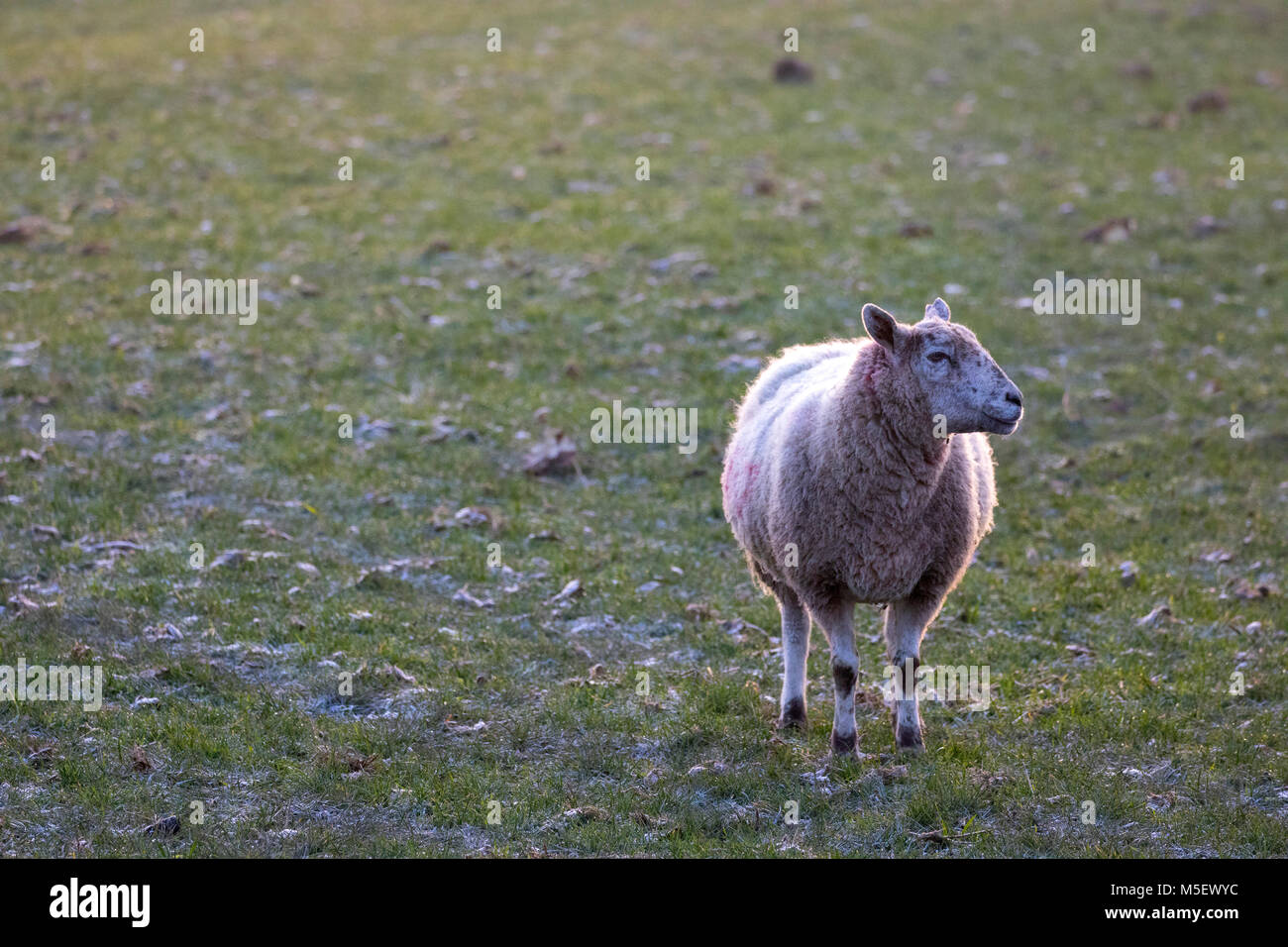 Flintshire, Wales, UK 23rd February 2018, UK Weather:  Temperatures are already beginning to fall as an arctic air mass heads towards the UK named beast from the east bringing with it very cold temperatures and snow in the coming days. Many today will begin to feel the as temperatures dropped well below freezing last night. A sheep braving the freezing weather in a frozen field in the village of Lixwm, Flintshire © DGDImages/Alamy Live News Stock Photo