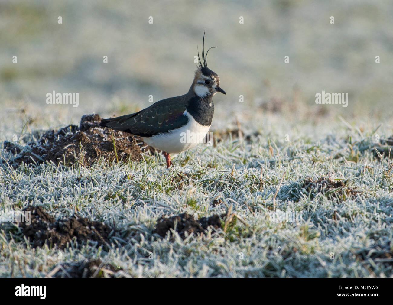 Whitewell, UK. 23rd February, 2018. A lapwing looking for worms and insects in the frosty pasture at Whitewell, Clitheroe, Lancashaire. This farmland bird has suffered significant declines recently and is now a Red List of species. Credit: John Eveson/Alamy Live News Stock Photo