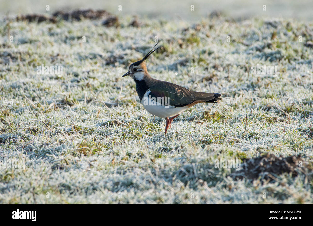 Whitewell, UK. 23rd February, 2018. A lapwing looking for worms and insects in the frosty pasture at Whitewell, Clitheroe, Lancashaire. This farmland bird has suffered significant declines recently and is now a Red List of species. Credit: John Eveson/Alamy Live News Stock Photo
