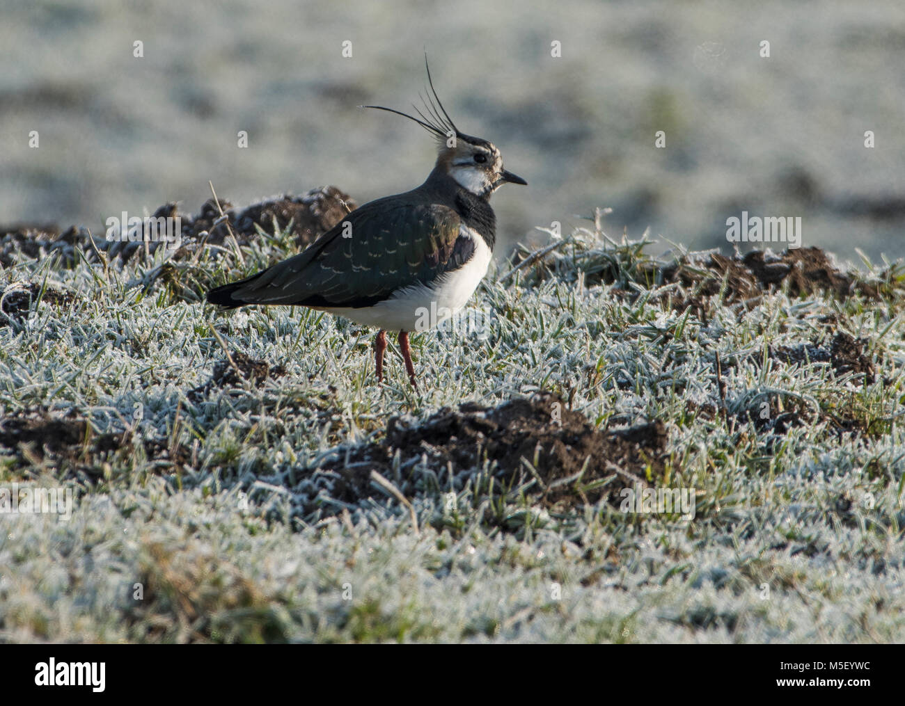 Whitewell, UK. 23rd February, 2018. A lapwing looking for worms and insects in the frosty pasture at Whitewell, Clitheroe, Lancashaire. This farmland bird has suffered significant declines recently and is now a Red List of species. Credit: John Eveson/Alamy Live News Stock Photo