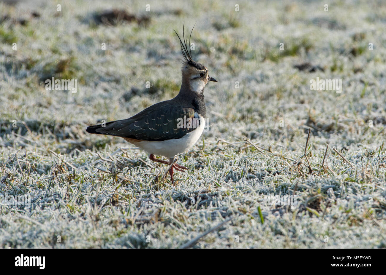 Whitewell, UK. 23rd February, 2018. A lapwing looking for worms and insects in the frosty pasture at Whitewell, Clitheroe, Lancashaire. This farmland bird has suffered significant declines recently and is now a Red List of species. Credit: John Eveson/Alamy Live News Stock Photo