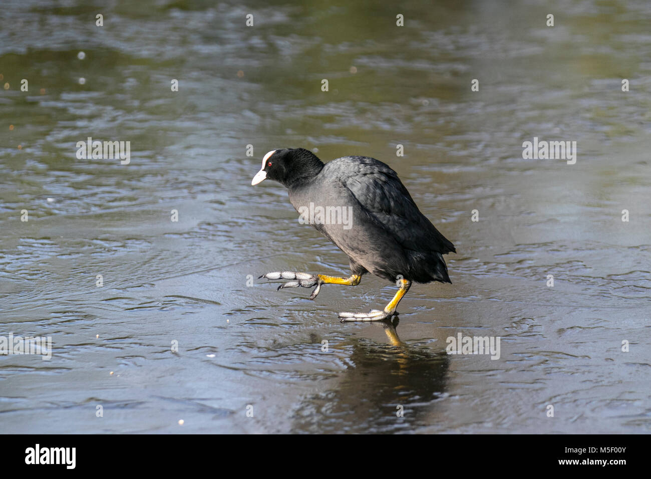 Tarlescough Lancashire Uk 23 02 2018 Cold Frosty Overnight And Stock Photo Alamy
