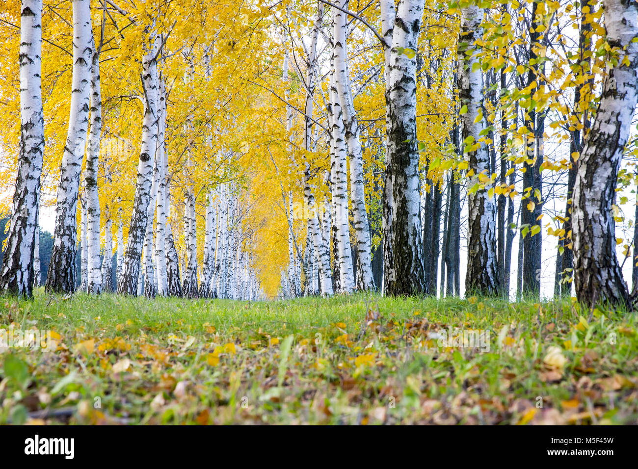 Row of birch trees with yellow autumn leaves Stock Photo - Alamy