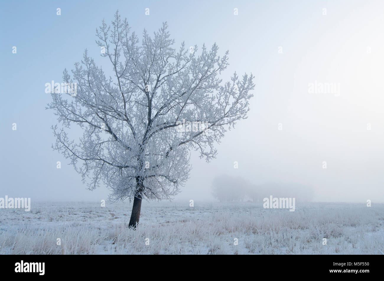 Newell County, Alberta, Canada. Solitary tree in a pasture on a foggy