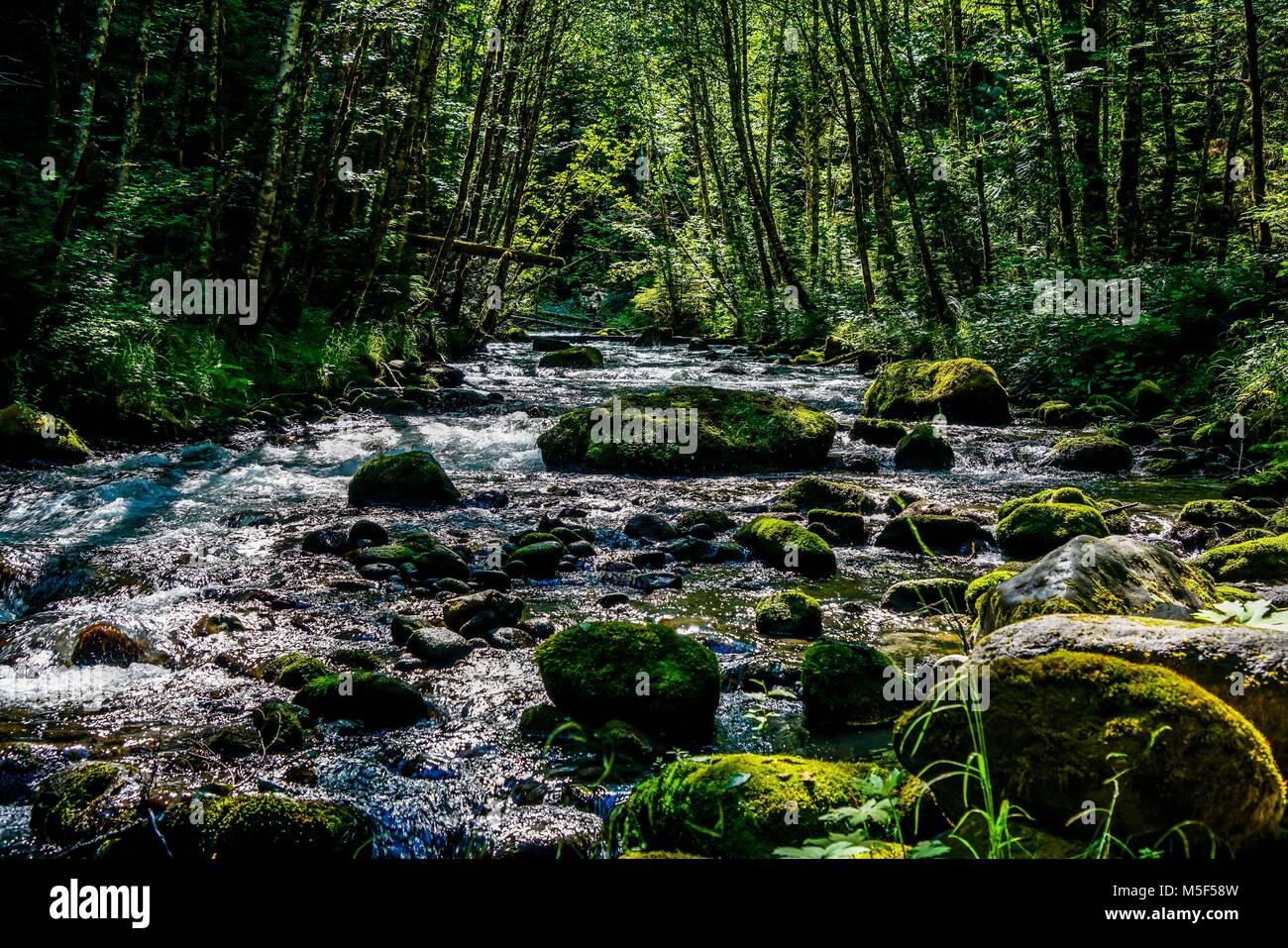 The clear and cold waters of the Zig Zag River in Rhododendron Oregon
