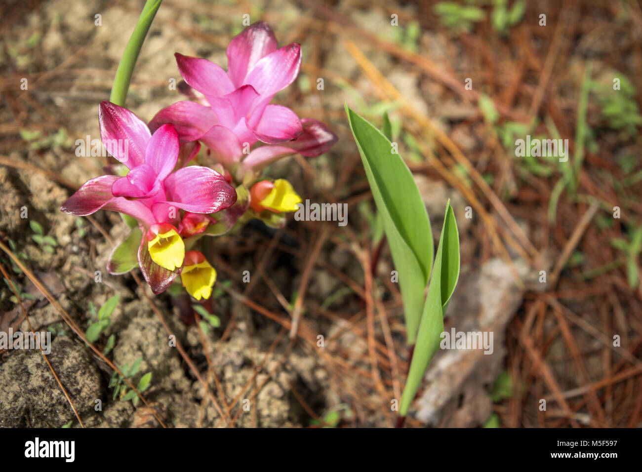 Turmeric flowers in bloom. This is a close-up macro photography image of the beautiful pink petals and yellow flowers of the medicinal Turmeric plant  Stock Photo