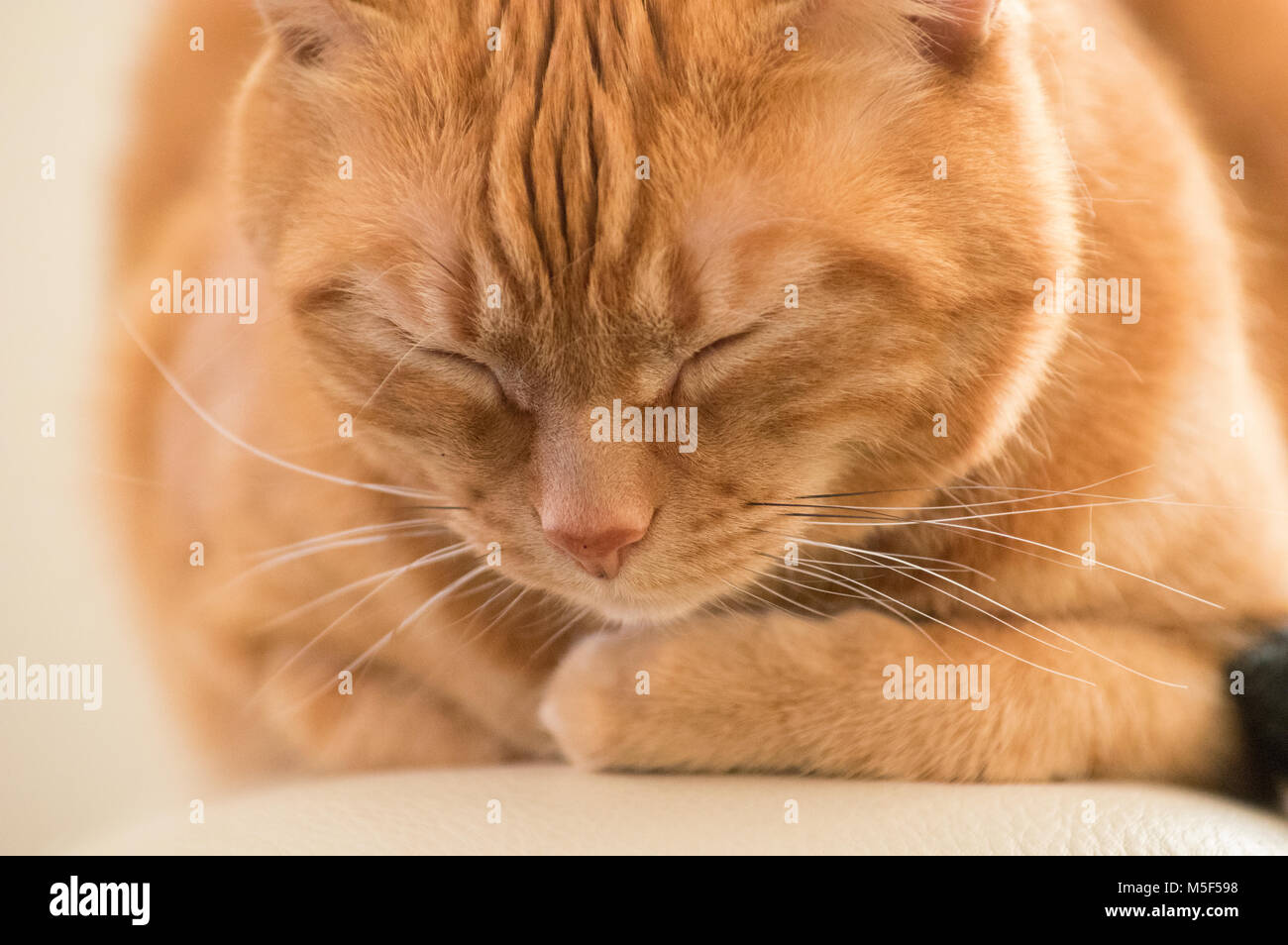 Frontal view closeup of face of orange tabby cat with eyes closed Stock Photo