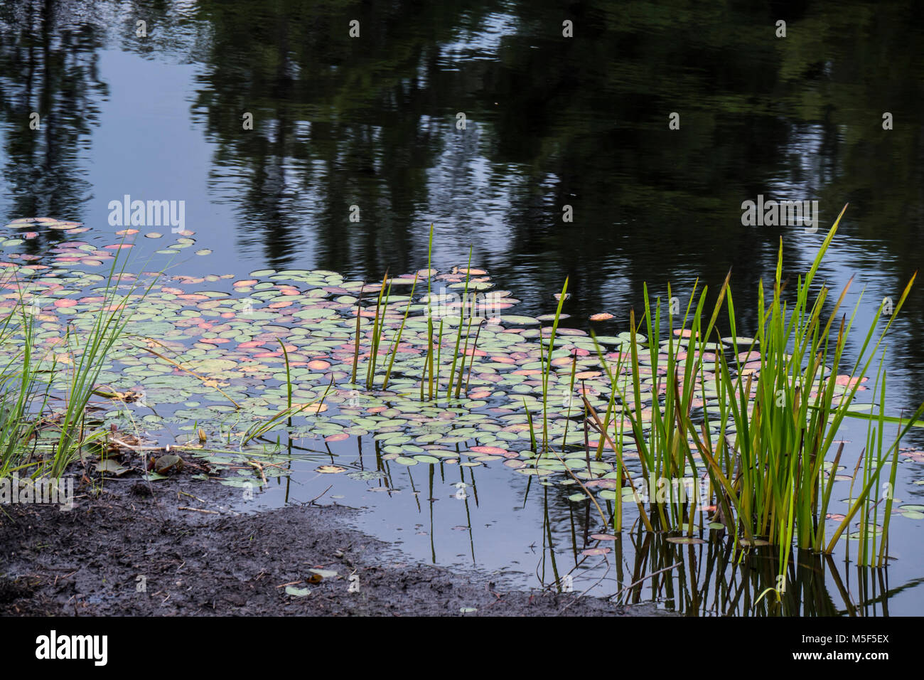 Lily pads, Spruce Bog Boardwalk, Algonquin Provincial Park, Ontario