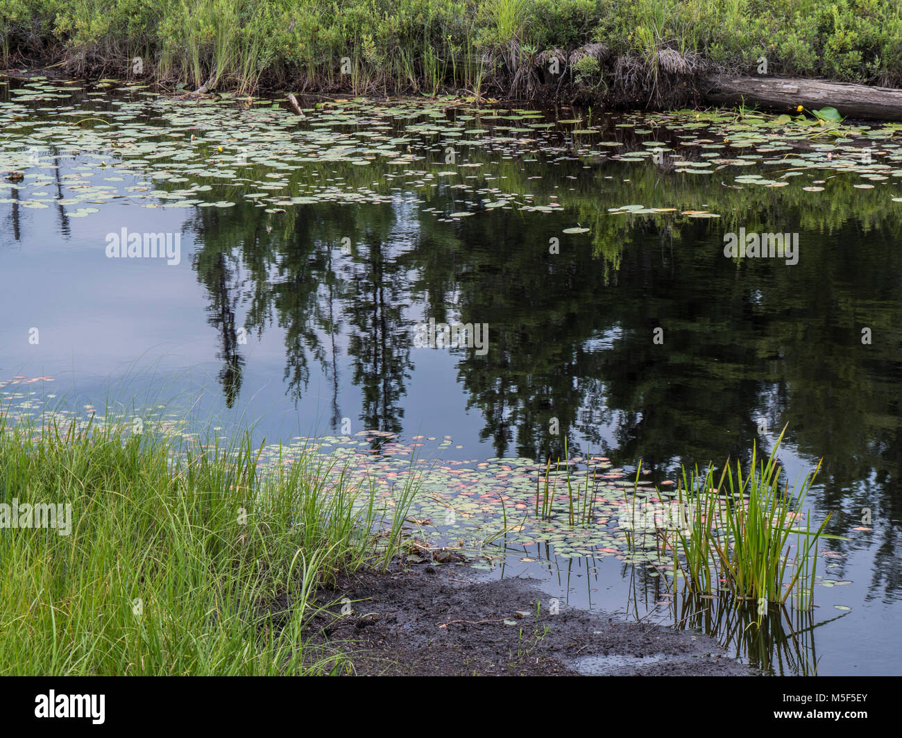 Lily pads, Spruce Bog Boardwalk, Algonquin Provincial Park, Ontario ...