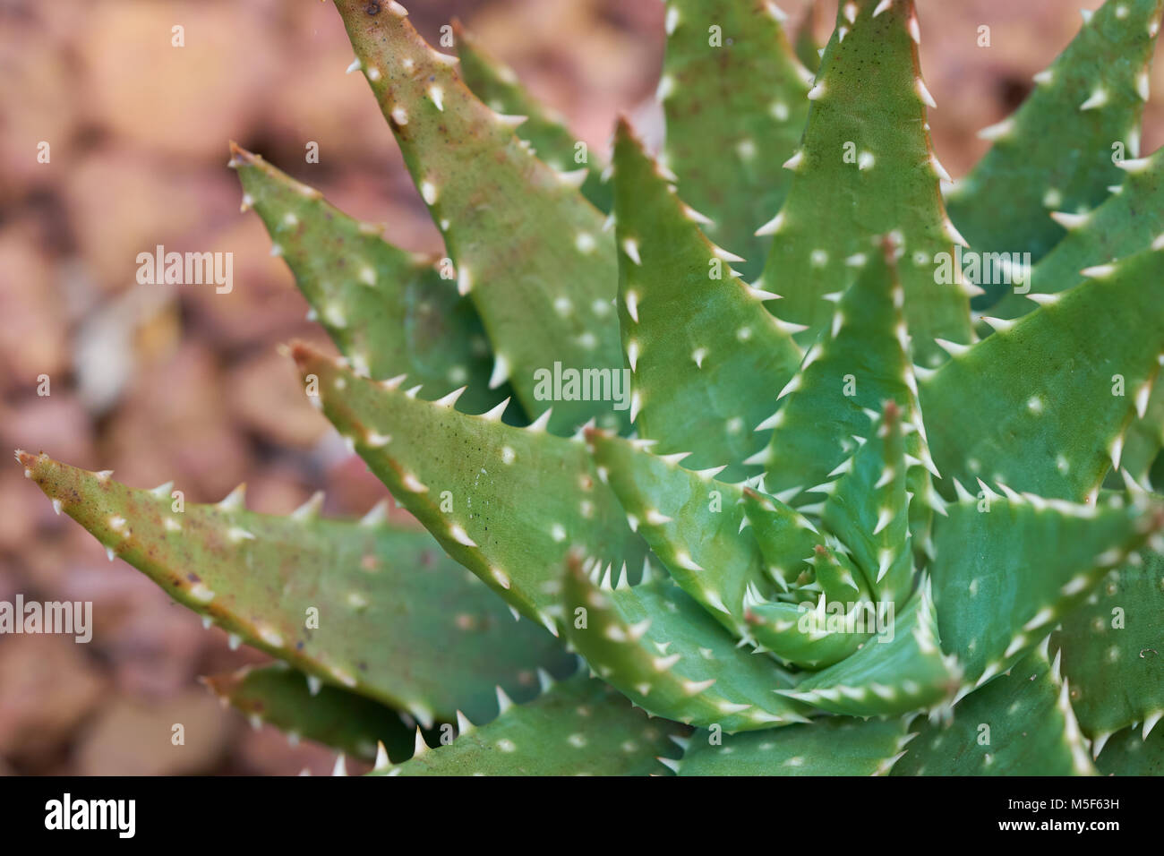 Aloe vera or Star cactus(Aloe barbadensis Mill) Jelly in Aloe Vera