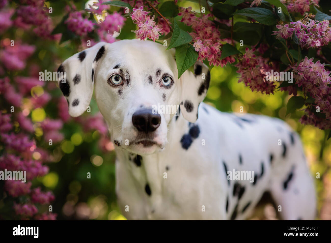 Dalmatian dog under flowers Stock Photo