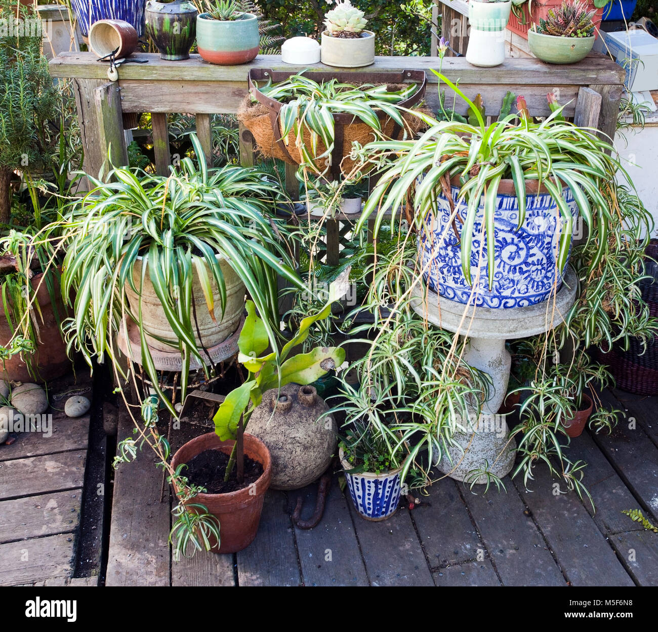 Several Potted Plants On Household Deck Stock Photo Alamy