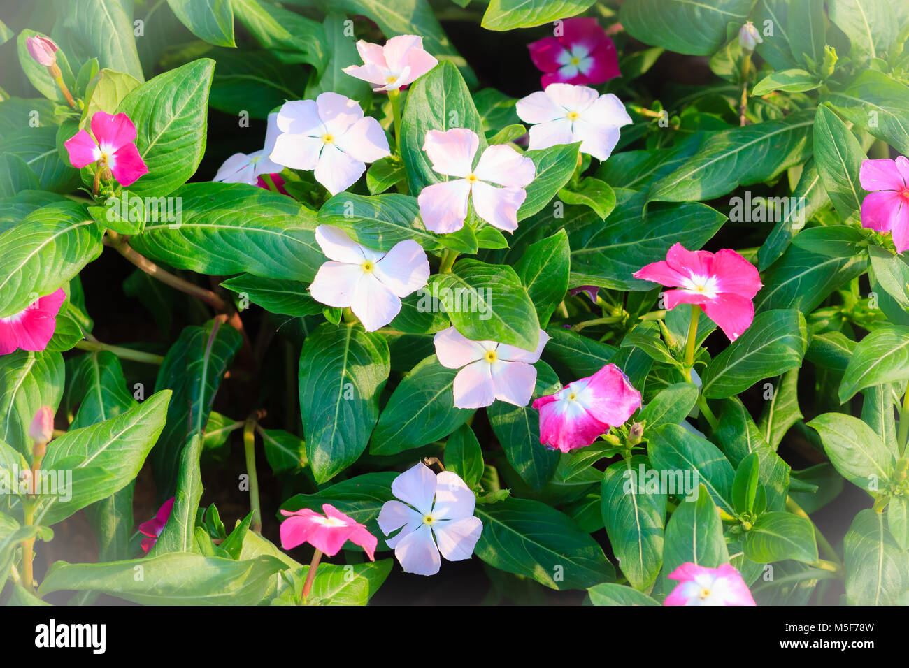 White Catharanthus roseus (commonly known as the Madagascar periwinkle, rosy periwinkle or teresita) - a species of flowering plant in the dogbane fam Stock Photo
