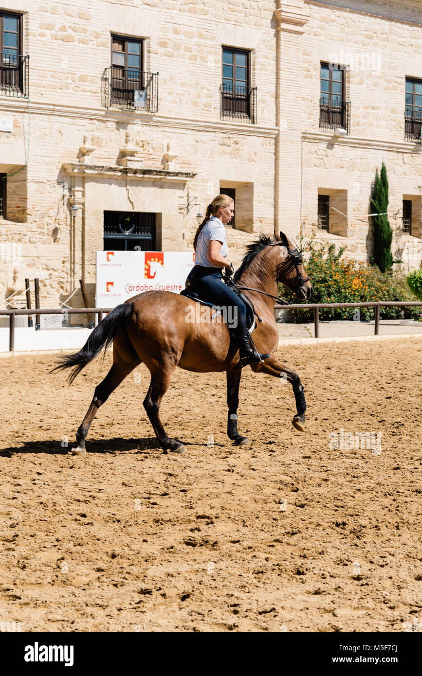 Andalusian horse stallion trotting hires stock photography and images