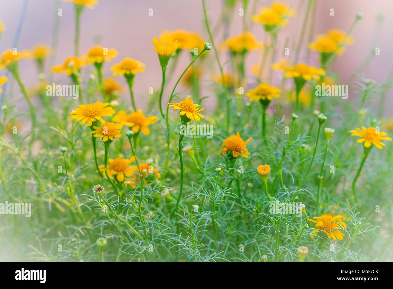 Beautiful Background of Dahlberg daisy yellow blooming. Dahlberg daisy, or Golden fleece (Thymophylla tenuiloba (DC.) Small) Stock Photo
