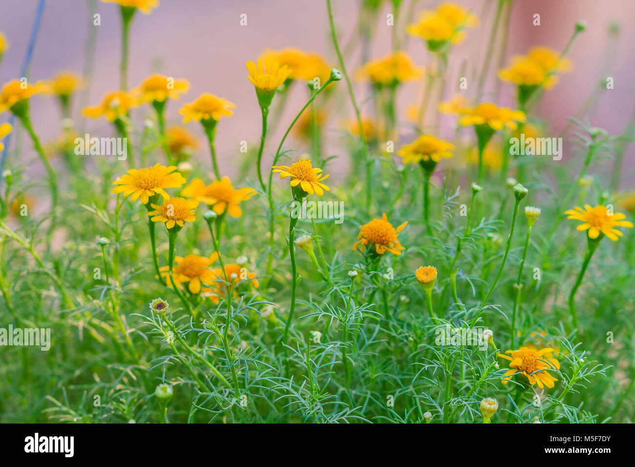 Beautiful Background of Dahlberg daisy yellow blooming. Dahlberg daisy, or Golden fleece (Thymophylla tenuiloba (DC.) Small) Stock Photo