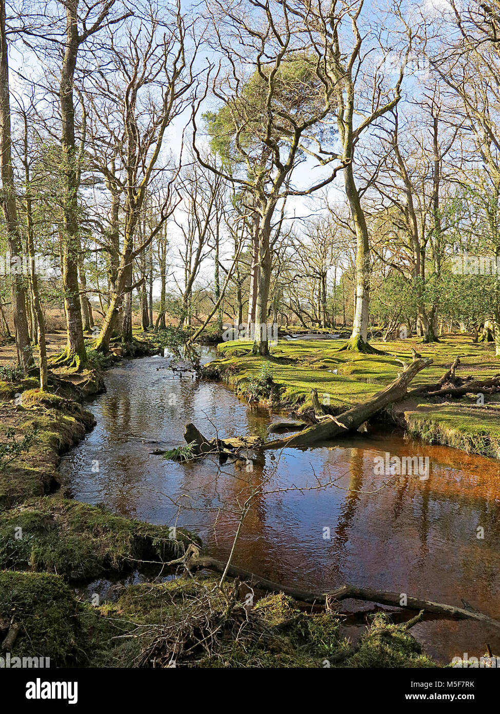 Hill new forest hi-res stock photography and images - Alamy