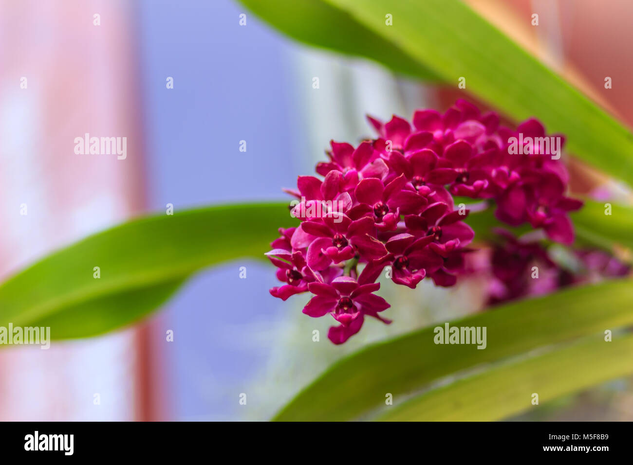 Beautiful of red Rhynchostylis Gigantea orchid. Red color orchids