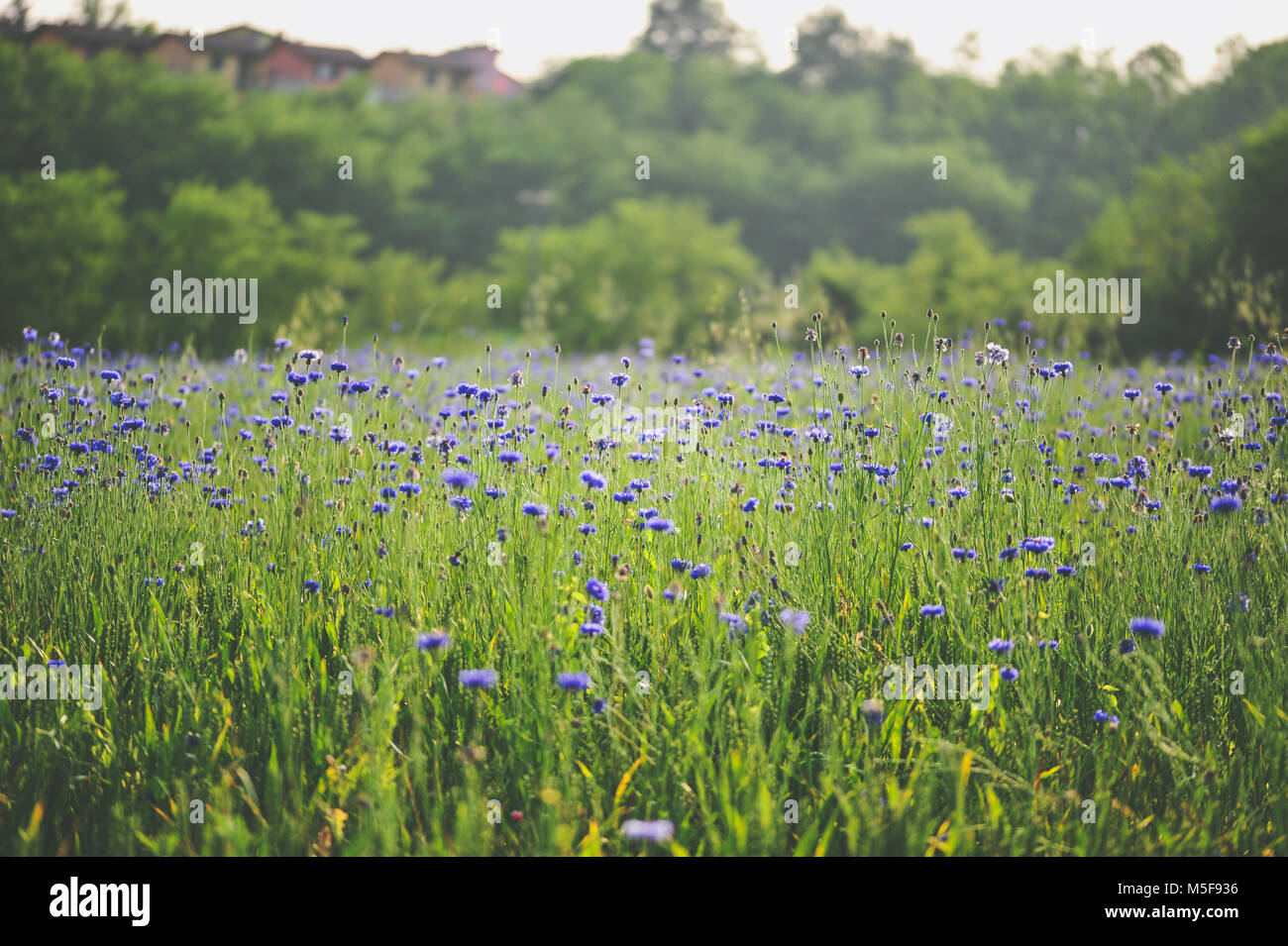 Beautiful spring field fresh hi-res stock photography and images - Alamy