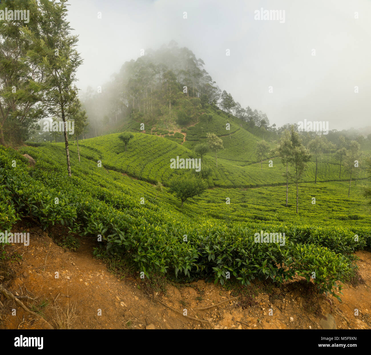 asia,sri lanka, Ella, Hill Country, tea plantation Stock Photo Alamy