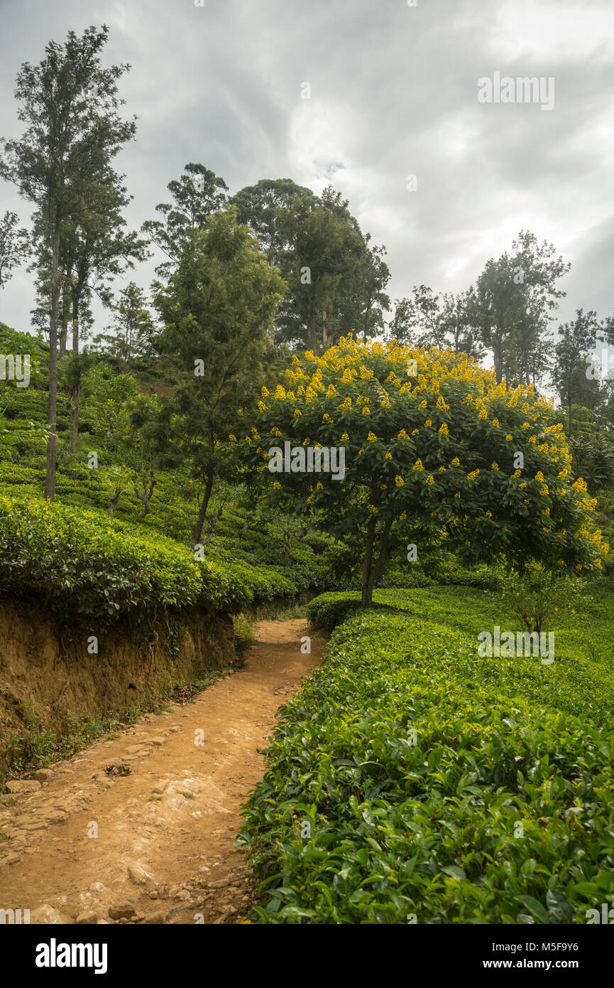 asia,sri lanka, Ella, Hill Country, tea plantation Stock Photo Alamy