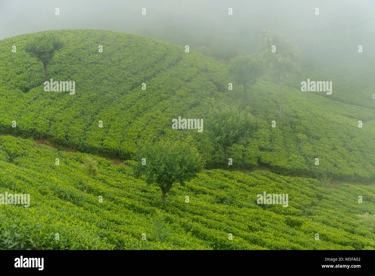 asia,sri lanka, Ella, Hill Country, tea plantation Stock Photo Alamy