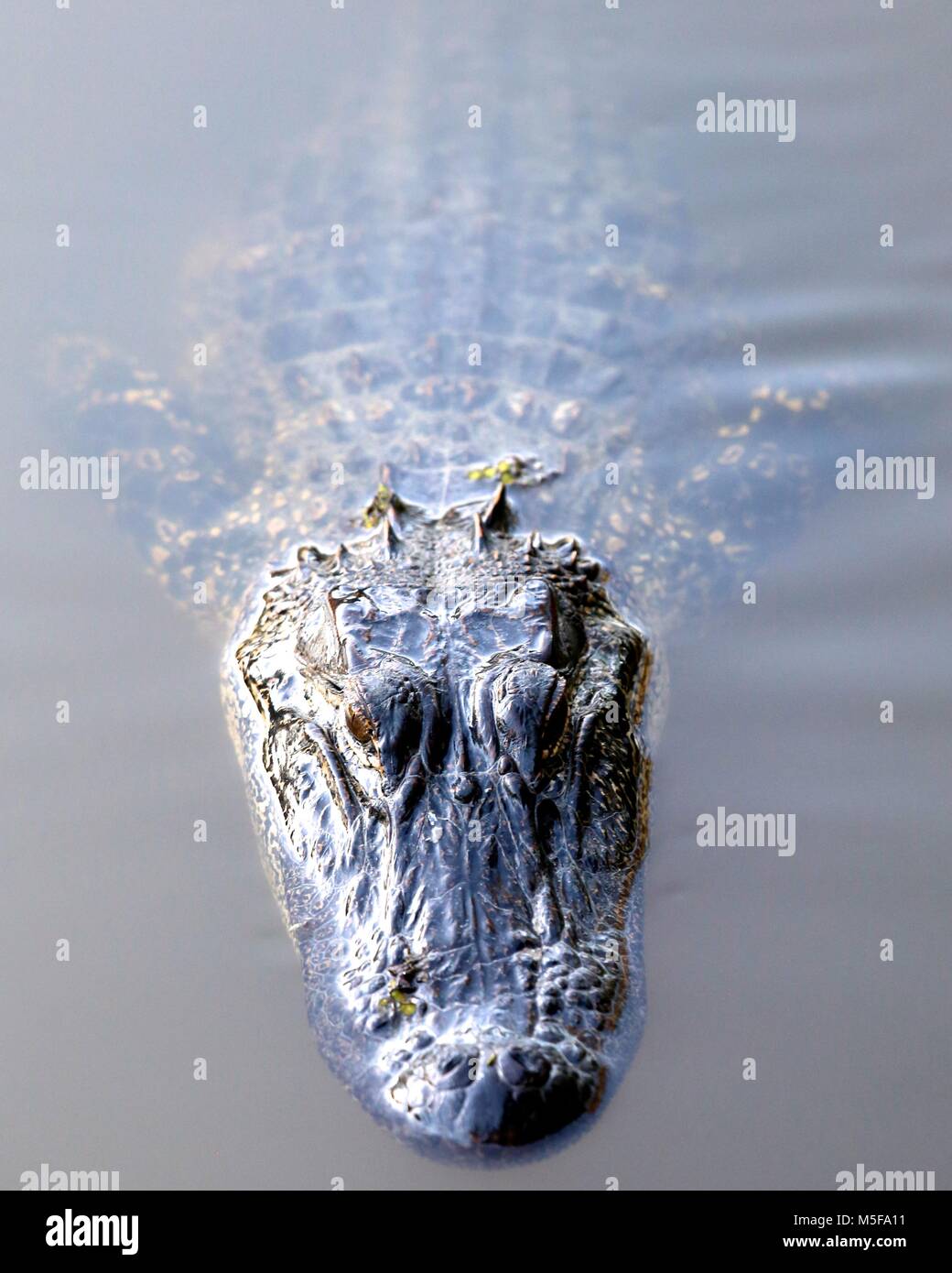 Alligator in Lake Stock Photo Alamy