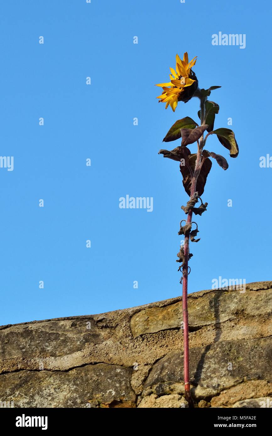 a single sunflower growing out of a stonewall Stock Photo Alamy