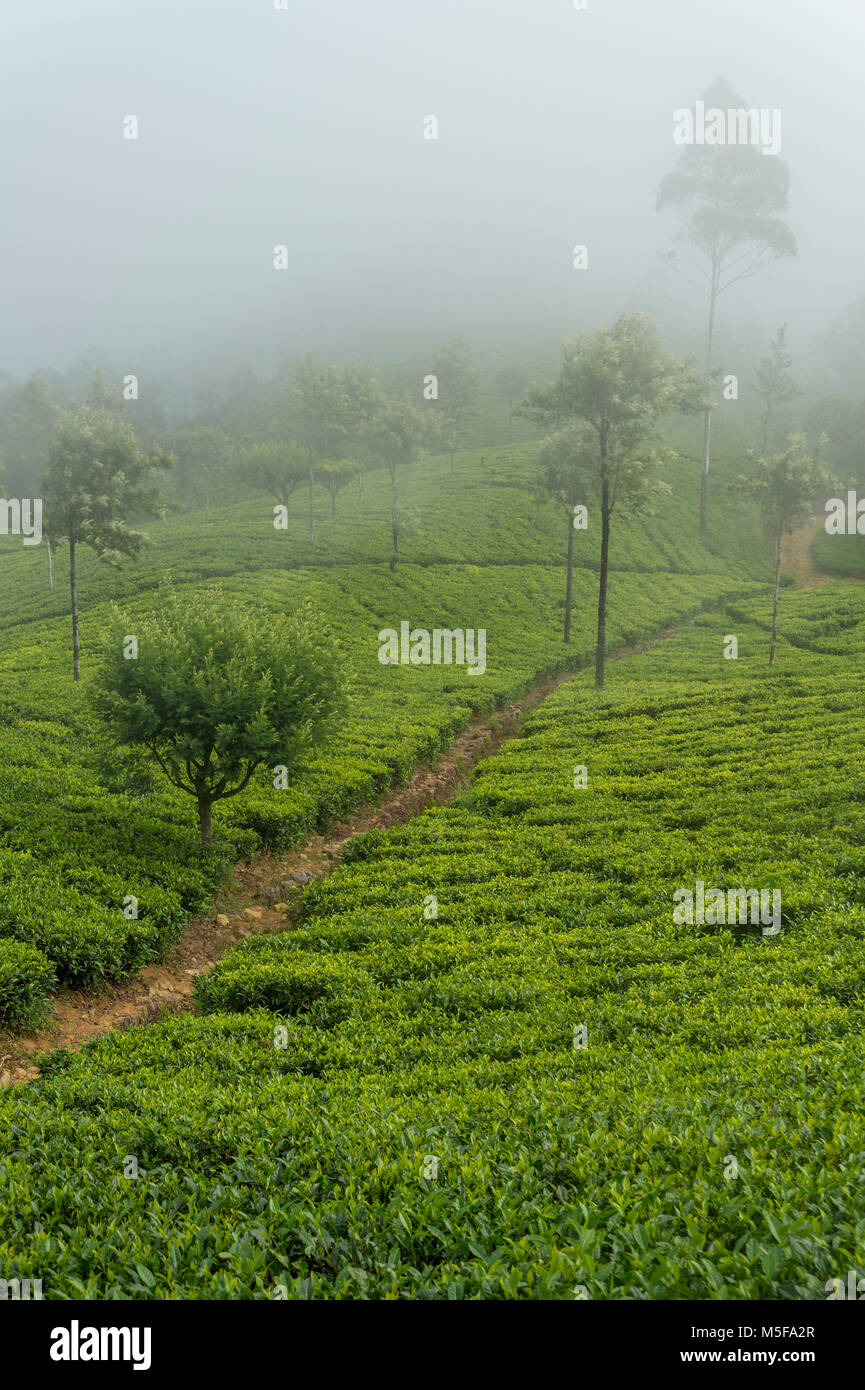 asia,sri lanka, Ella, Hill Country, tea plantation Stock Photo Alamy