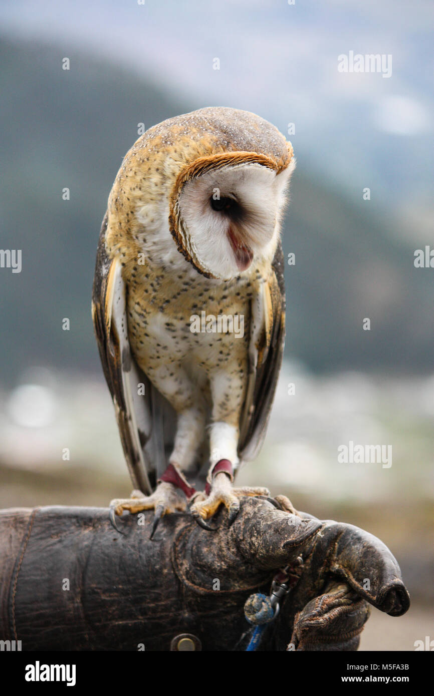 Rescued barn owl trained to assist with educational performance at Condor Park Ecuador. Stock Photo