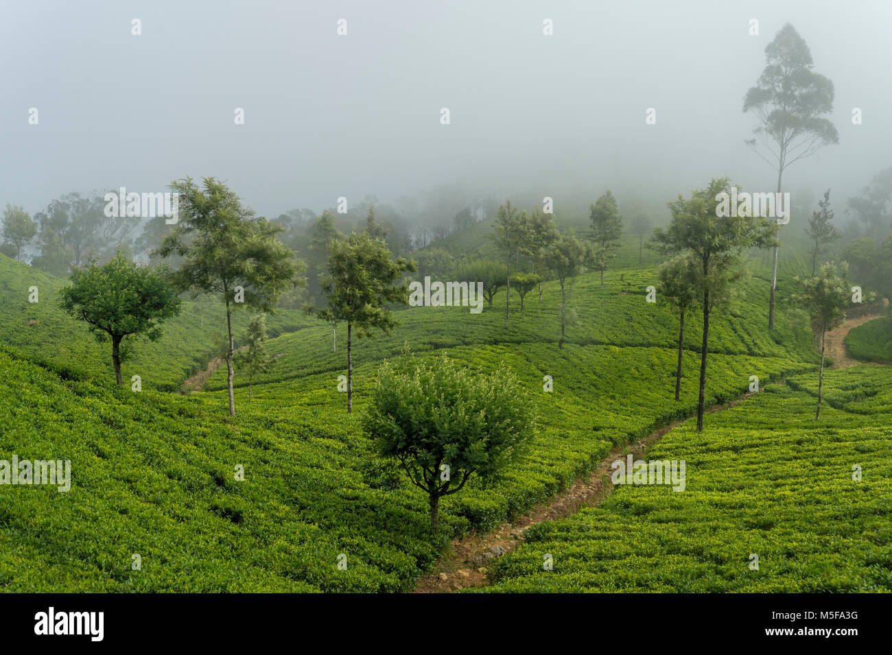 asia,sri lanka, Ella, Hill Country, tea plantation Stock Photo Alamy