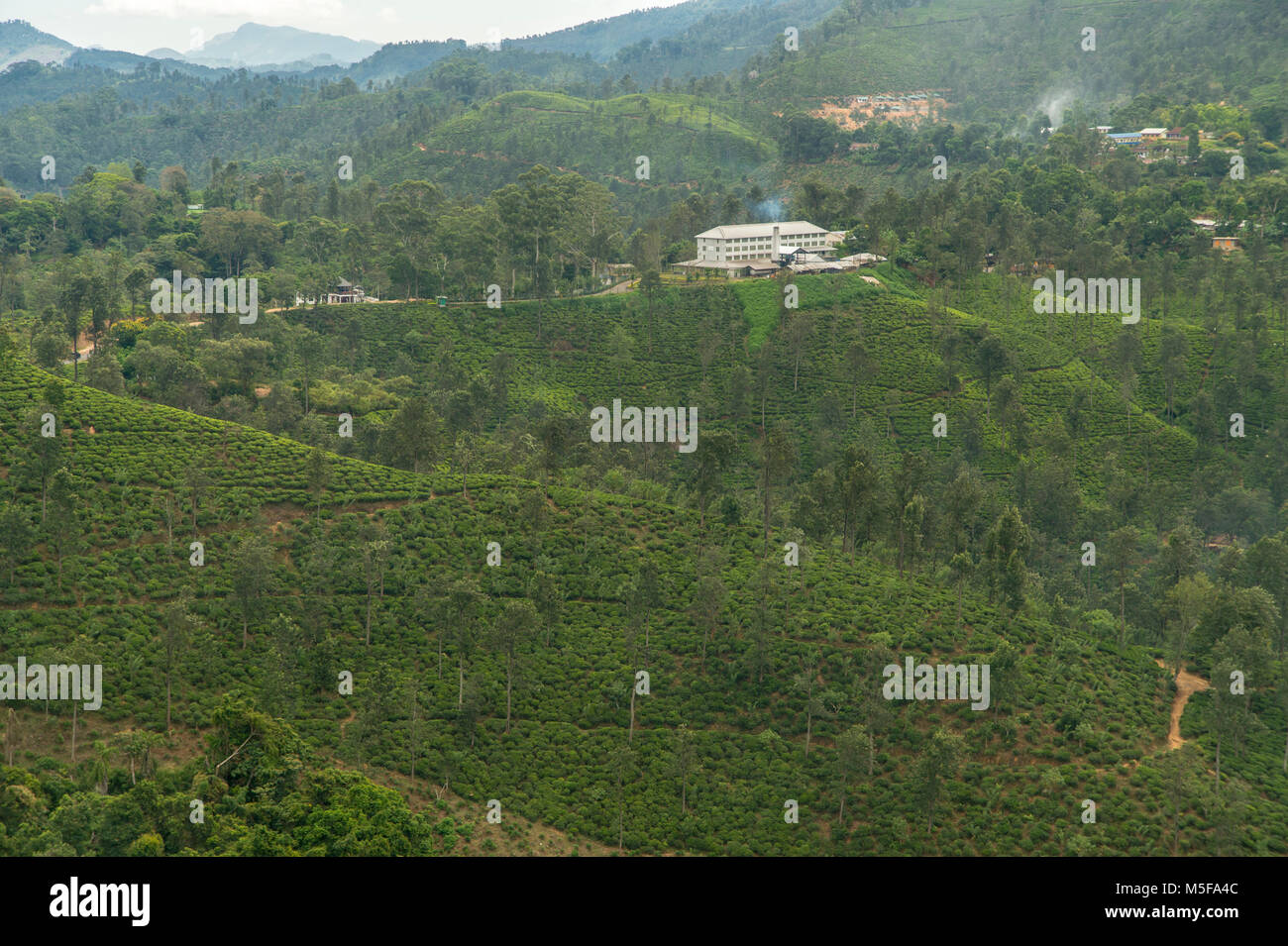asia,sri lanka, Ella, Hill Country, tea plantation Stock Photo Alamy