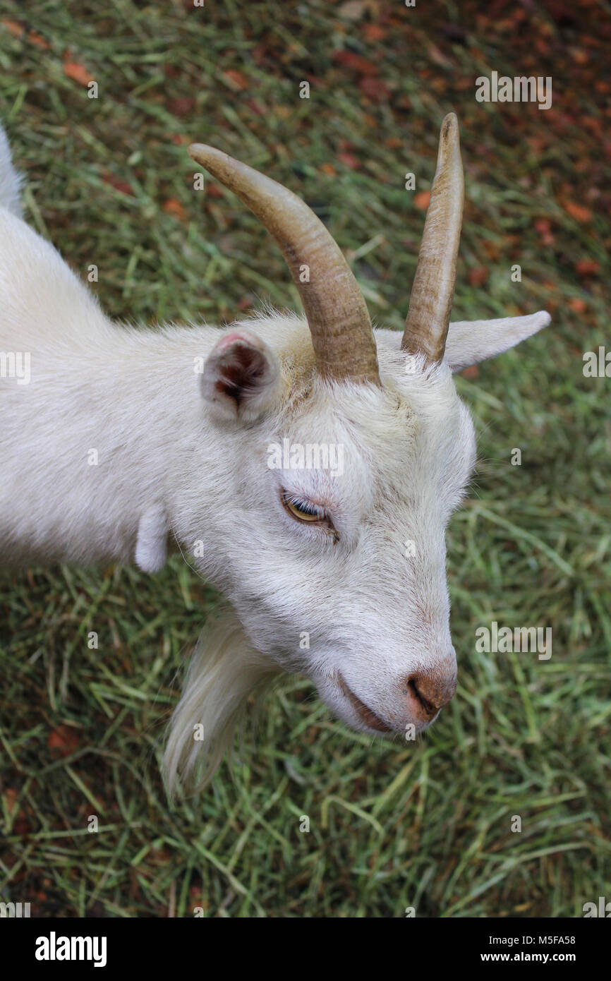 Billy Goat Beard Horns High Resolution Stock Photography and Images Alamy