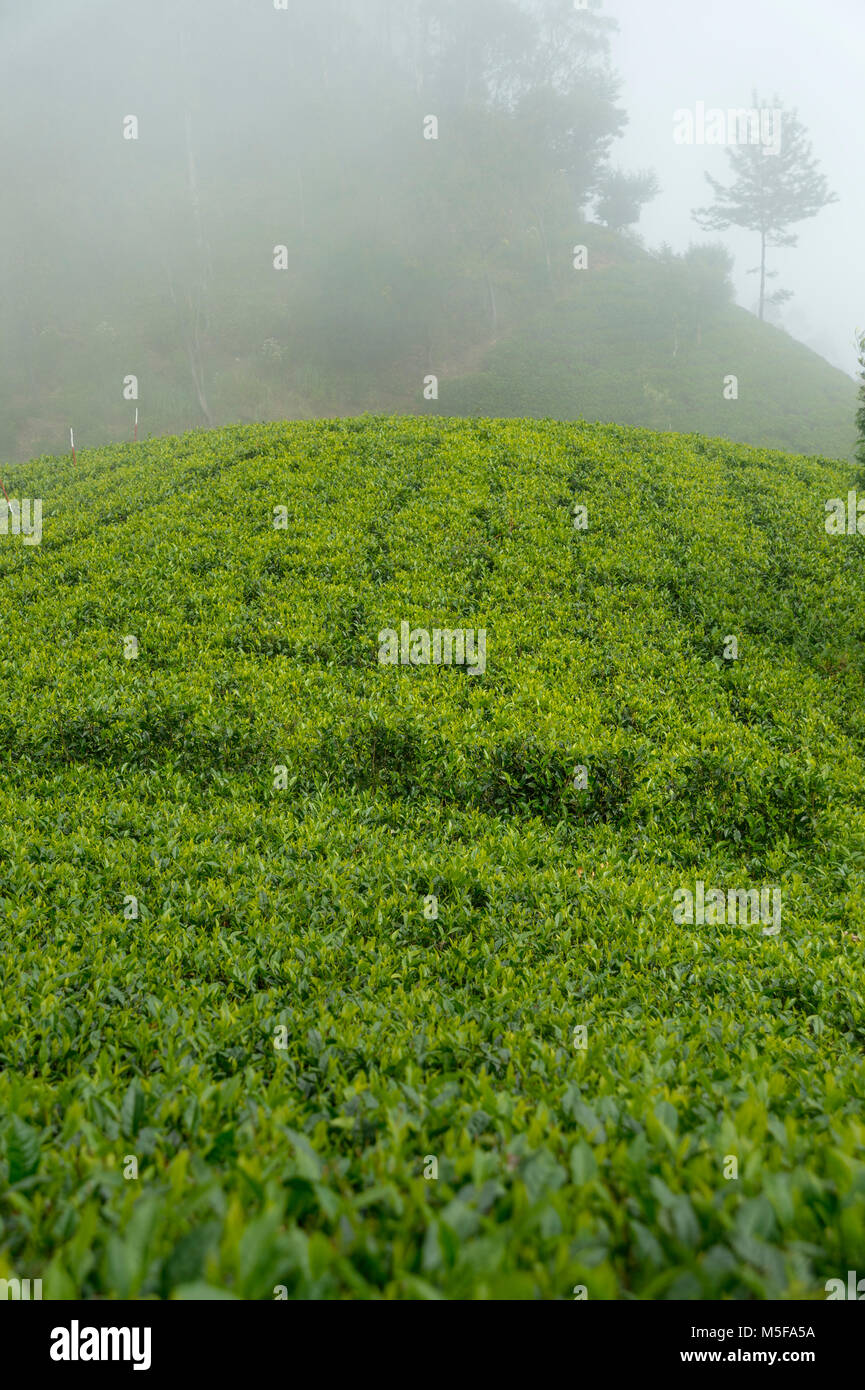 asia,sri lanka, Ella, Hill Country, tea plantation Stock Photo Alamy