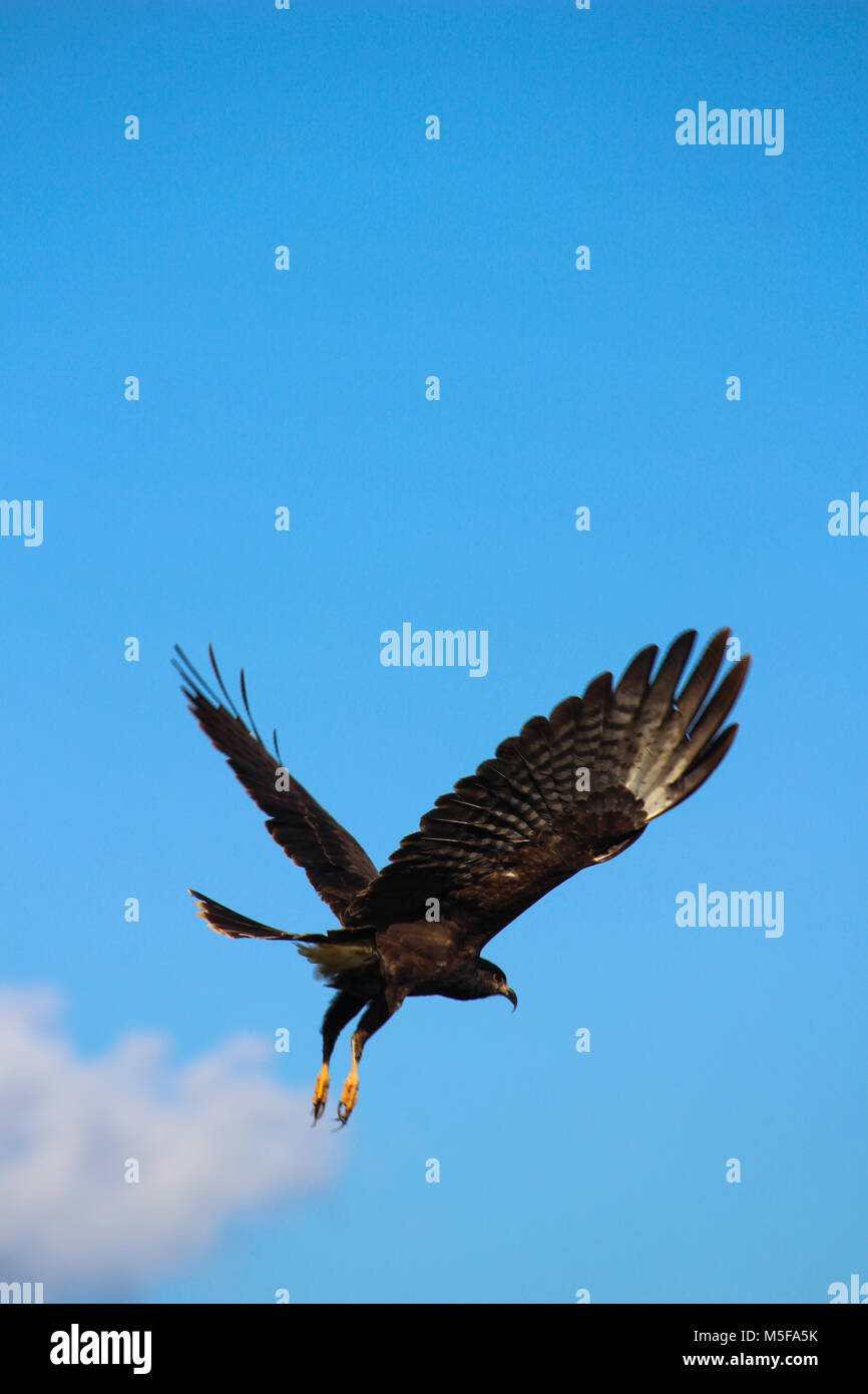 Vertical exposure of Great Black Hawk soaring on bright blue sky with top copy space. Stock Photo