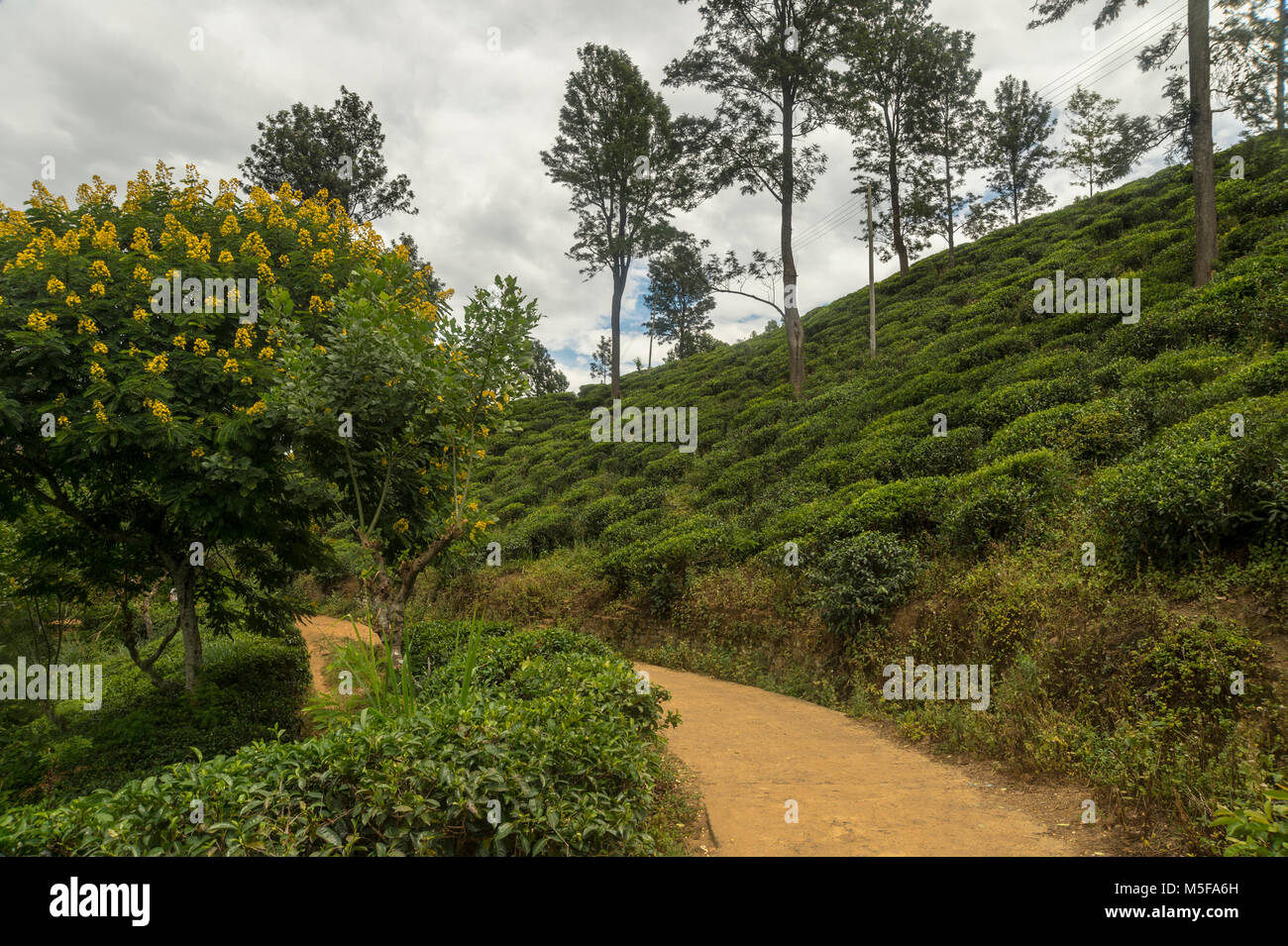 asia,sri lanka, Ella, Hill Country, tea plantation Stock Photo Alamy