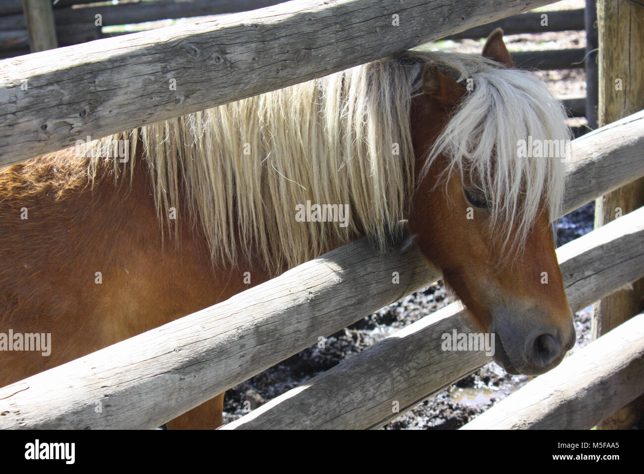 Head shot of gentle pony peeking through corral rails Stock Photo - Alamy